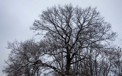 Jedna z wielu historii naszych działań –  drzewo mogące być pomnikiem dąb ul. Ćwiklińskiej